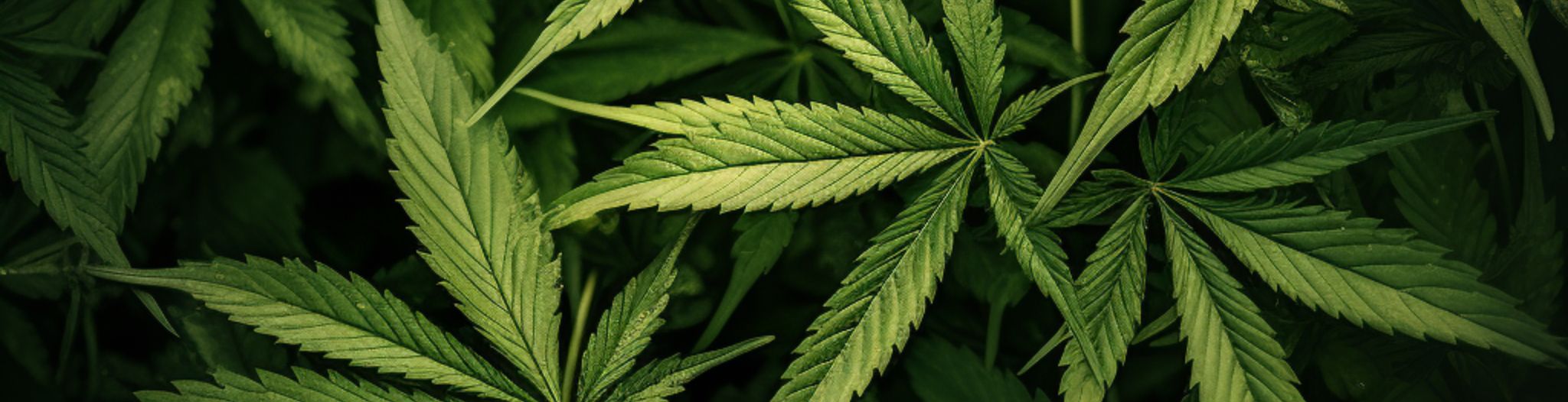 olejek cbd.jpg